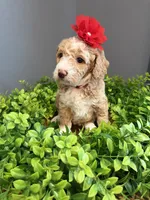 Micro-Mini - 12lbs full grown , a female Goldendoodle and Miniature Goldendoodle for sale in Colbert, GA – 5 of 10