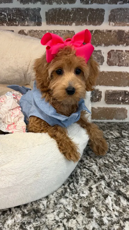 Reduced: Miss.Pinkie  – Goldendoodle, Miniature Goldendoodle puppy for sale in Colbert, GA
