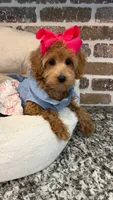 Reduced: Miss.Pinkie , a female Goldendoodle and Miniature Goldendoodle for sale in Colbert, GA – 1 of 10