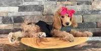 Reduced: Miss. Pinkie , a female Goldendoodle and Miniature Goldendoodle for sale in Colbert, GA – 7 of 10