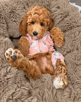 Mini - GIRL Payment Plans & Delivery Available Today! , a female Goldendoodle and Miniature Goldendoodle for sale in Colbert, GA – 2 of 10