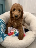 SALE - MINI- Mr. Blue , a male Goldendoodle and Miniature Goldendoodle for sale in Colbert, GA – 3 of 4