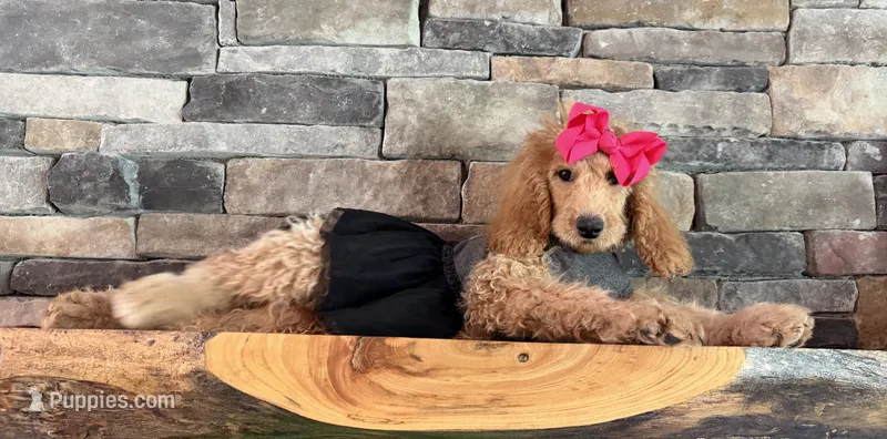 Reduced: Miss. Pinkie  – Goldendoodle, Miniature Goldendoodle puppy for sale in Colbert, GA