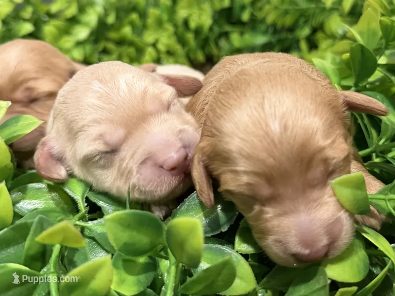 Micro-Mini around 10-15lbs full grown  – Goldendoodle, Miniature Goldendoodle puppy for sale in Colbert, GA