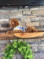 Reduced: Petite- Miss. Goldie 20lbs full grown , a female Goldendoodle and Miniature Goldendoodle for sale in Colbert, GA – 6 of 10