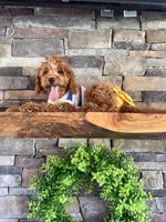 Reduced: Petite- Miss. Goldie 20lbs full grown , a female Goldendoodle and Miniature Goldendoodle for sale in Colbert, GA – 2 of 10