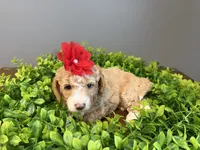 Micro-Mini - 12lbs full grown , a female Goldendoodle and Miniature Goldendoodle for sale in Colbert, GA – 6 of 10