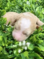 Micro-Mini around 10-15lbs full grown , a female Goldendoodle and Miniature Goldendoodle for sale in Colbert, GA – 4 of 6