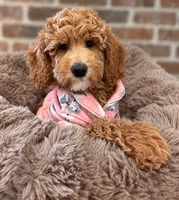 Mini - GIRL Payment Plans & Delivery Available Today! , a female Goldendoodle and Miniature Goldendoodle for sale in Colbert, GA – 9 of 10