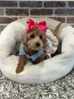 Reduced: Miss.Pinkie , a female Goldendoodle and Miniature Goldendoodle for sale in Colbert, GA – 3 of 10