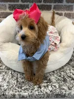 Reduced: Miss.Pinkie , a female Goldendoodle and Miniature Goldendoodle for sale in Colbert, GA – 10 of 10