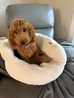 Reduced: Miss. Teal, a female Goldendoodle and Miniature Goldendoodle for sale in Colbert, GA – 8 of 10