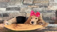 Reduced: Miss. Pinkie , a female Goldendoodle and Miniature Goldendoodle for sale in Colbert, GA – 3 of 10