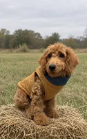 Micro-Mini - Payment Plans & Delivery Available Today! , a male Goldendoodle and Miniature Goldendoodle for sale in Colbert, GA – 4 of 8