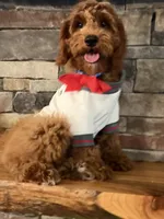 SALE - Mr. Mini Doodle USA , a male Goldendoodle and Miniature Goldendoodle for sale in Colbert, GA – 5 of 10
