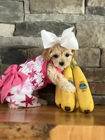 Tiny ToyGoldendoodle , a female Goldendoodle and Miniature Goldendoodle for sale in Colbert, GA – 2 of 10