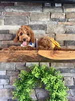 Reduced: Petite- Miss. Goldie 20lbs full grown , a female Goldendoodle and Miniature Goldendoodle for sale in Colbert, GA – 3 of 10