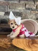 Tiny ToyGoldendoodle , a female Goldendoodle and Miniature Goldendoodle for sale in Colbert, GA – 8 of 10