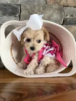 Tiny ToyGoldendoodle , a female Goldendoodle and Miniature Goldendoodle for sale in Colbert, GA – 4 of 10