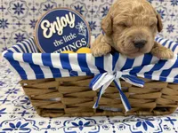 Micro-Mini - 12lbs full grown , a female Goldendoodle and Miniature Goldendoodle for sale in Colbert, GA – 4 of 6