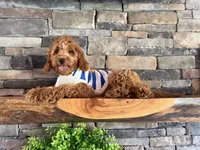 Reduced: Petite- Miss. Goldie 20lbs full grown , a female Goldendoodle and Miniature Goldendoodle for sale in Colbert, GA – 8 of 10