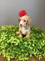 Micro-Mini - 12lbs full grown , a female Goldendoodle and Miniature Goldendoodle for sale in Colbert, GA – 7 of 10