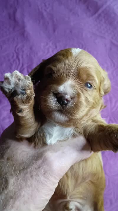 Red collar , a male Cavapoo for sale in Greenfield, MO – 6 of 8