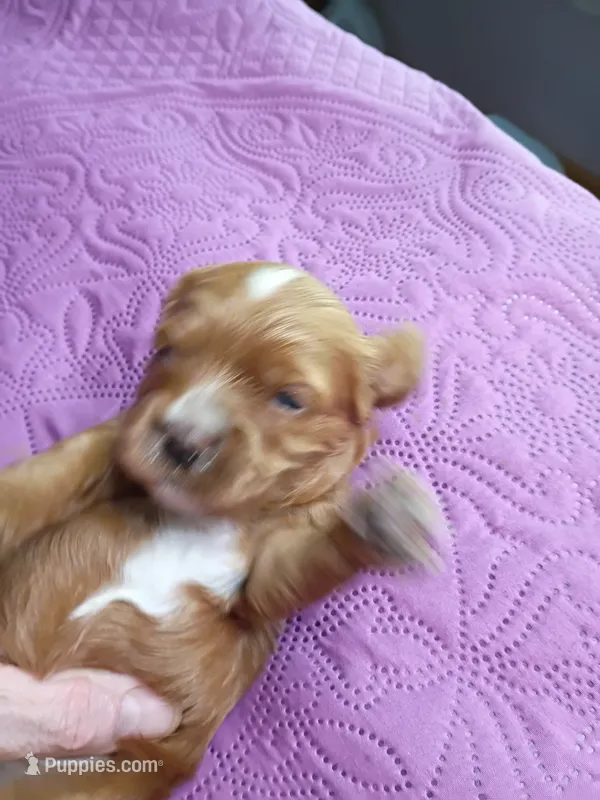 Red collar  – Cavapoo puppy for sale in Greenfield, MO