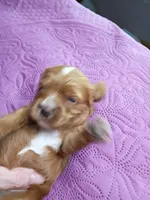 Red collar , a male Cavapoo for sale in Greenfield, MO – 1 of 8