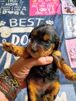 Blue collar, a male Cavapoo for sale in Greenfield, MO – 4 of 10