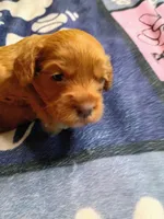 Orange collar, a female Cavapoo for sale in Greenfield, MO – 2 of 10
