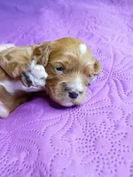Red collar , a male Cavapoo for sale in Greenfield, MO – 4 of 8