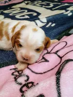 Blenheim female , a female Cavalier King Charles Spaniel for sale in Greenfield, MO – 6 of 10