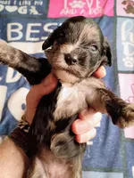 Red collar, a female Cavapoo for sale in Greenfield, MO – 9 of 10