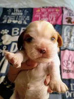 Blenheim female , a female Cavalier King Charles Spaniel for sale in Greenfield, MO – 3 of 10