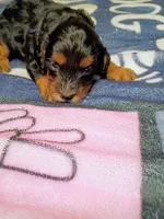 Blue collar, a male Cavapoo for sale in Greenfield, MO – 6 of 10