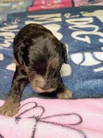 Red collar, a female Cavapoo for sale in Greenfield, MO – 10 of 10