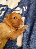 Orange collar, a female Cavapoo for sale in Greenfield, MO – 8 of 10