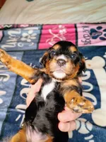 Blue collar, a male Cavapoo for sale in Greenfield, MO – 5 of 10