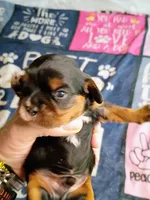 Black and tan, a male Cavalier King Charles Spaniel for sale in Greenfield, MO – 6 of 10