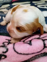 Blenheim female , a female Cavalier King Charles Spaniel for sale in Greenfield, MO – 5 of 10