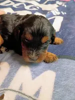 Blue collar, a male Cavapoo for sale in Greenfield, MO – 8 of 10