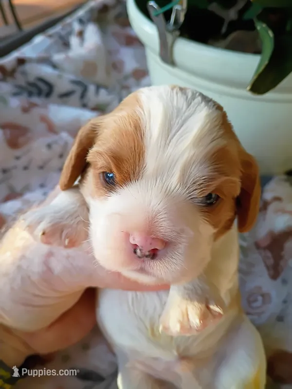 Blue collar – Cavalier King Charles Spaniel puppy for sale in Greenfield, MO