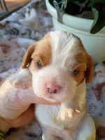 Blue collar, a male Cavalier King Charles Spaniel for sale in Greenfield, MO – 1 of 10