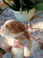Orange collar, a male Cavalier King Charles Spaniel for sale in Greenfield, MO – 4 of 10