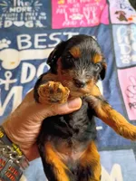 Blue collar, a male Cavapoo for sale in Greenfield, MO – 3 of 10