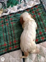 Yellow collar , a male Cavalier King Charles Spaniel for sale in Greenfield, MO – Photo 10 of 10