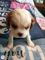 Yellow collar , a male Cavalier King Charles Spaniel for sale in Greenfield, MO – Photo 2 of 10