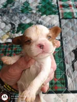 Yellow collar , a male Cavalier King Charles Spaniel for sale in Greenfield, MO – Photo 2 of 10