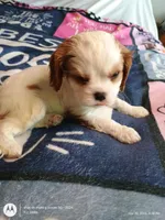 Yellow collar , a male Cavalier King Charles Spaniel for sale in Greenfield, MO – Photo 3 of 10